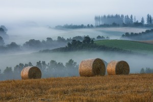 _MG_1167
