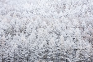 _81D3867 のコピー