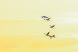 _81D4985