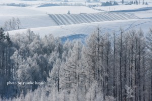 _81D8682 のコピー-2