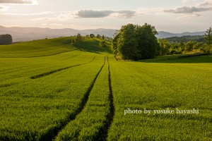 _81D2031
