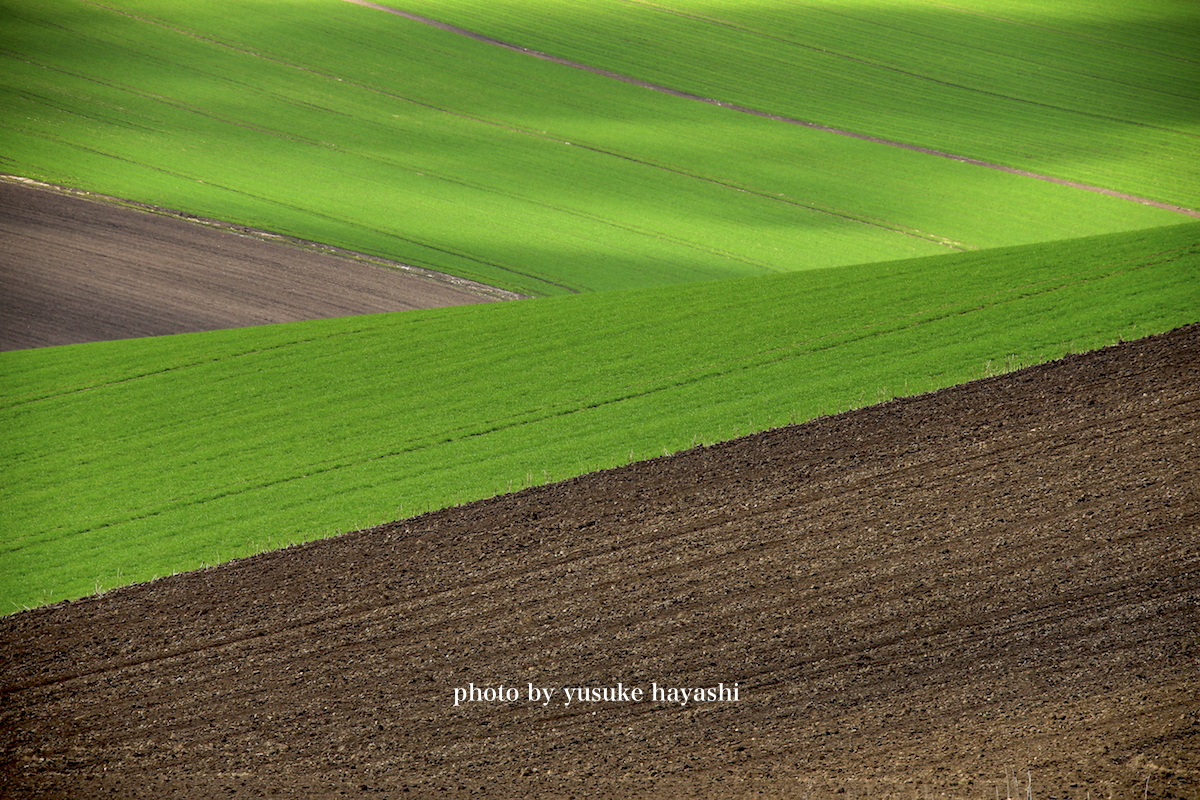 雨続き 美瑛 富良野 写真撮影ツアー 北海道 美瑛の写真家 林 祐介のphoto Office Siknu