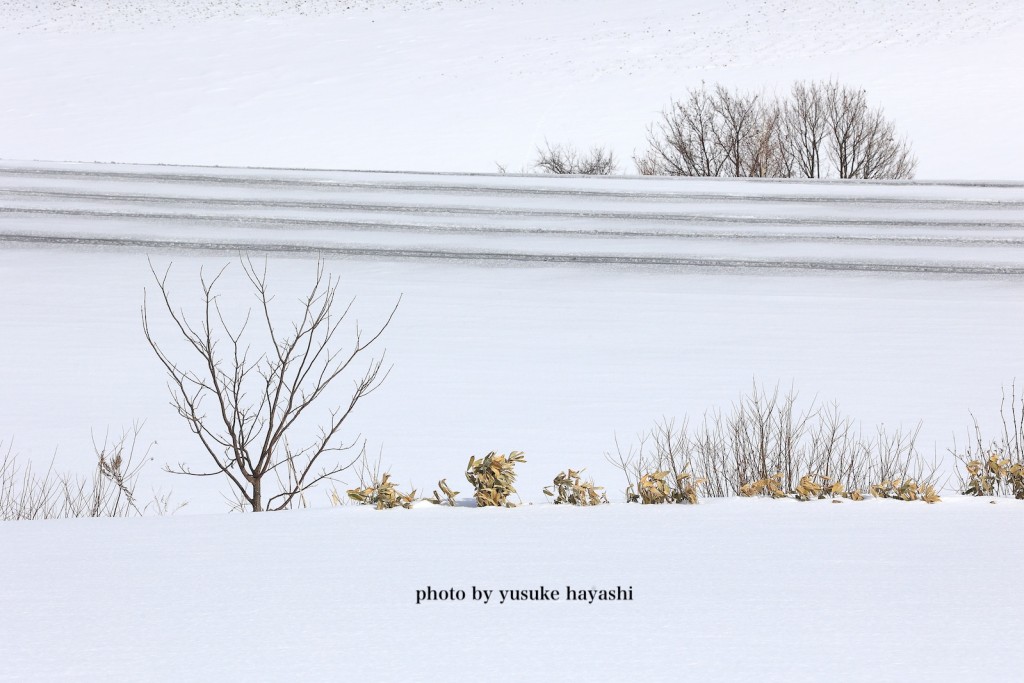 _41A4259 のコピー